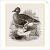 Beau Goose by Anonymous