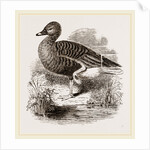 Beau Goose by Anonymous