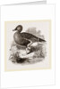 Beau Goose by Anonymous
