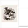 Beau Goose by Anonymous