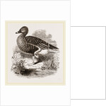 Beau Goose by Anonymous
