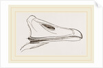 Bill of Egyptian Goose by Anonymous