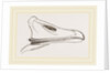 Bill of Egyptian Goose by Anonymous