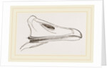 Bill of Egyptian Goose by Anonymous