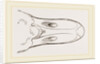 Bill of Egyptian Goose by Anonymous