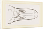 Bill of Egyptian Goose by Anonymous