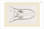 Bill of Egyptian Goose by Anonymous