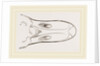 Bill of Egyptian Goose by Anonymous