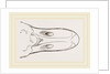 Bill of Egyptian Goose by Anonymous
