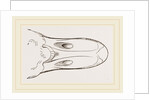 Bill of Egyptian Goose by Anonymous