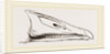 Bill of Grey-lag Goose by Anonymous