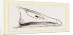 Bill of Grey-lag Goose by Anonymous