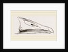 Bill of Grey-lag Goose by Anonymous