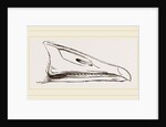Bill of Grey-lag Goose by Anonymous