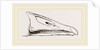 Bill of Grey-lag Goose by Anonymous