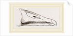 Bill of Grey-lag Goose by Anonymous