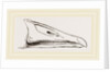 Bill of Grey-lag Goose by Anonymous