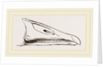 Bill of Grey-lag Goose by Anonymous
