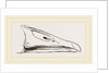 Bill of Grey-lag Goose by Anonymous
