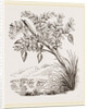 Bernicle Goose-tree by Anonymous