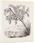 Bernicle Goose-tree by Anonymous