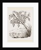 Bernicle Goose-tree by Anonymous