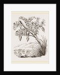 Bernicle Goose-tree by Anonymous