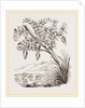 Bernicle Goose-tree by Anonymous