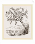 Bernicle Goose-tree by Anonymous