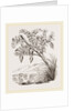 Bernicle Goose-tree by Anonymous