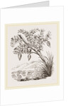 Bernicle Goose-tree by Anonymous