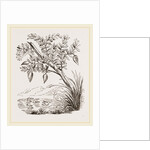 Bernicle Goose-tree by Anonymous