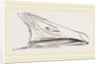 Bill of Snow Goose by Anonymous