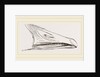 Bill of Snow Goose by Anonymous