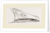 Bill of Snow Goose by Anonymous