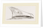 Bill of Snow Goose by Anonymous