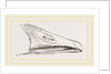Bill of Snow Goose by Anonymous