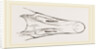 Bill of Snow Goose by Anonymous