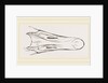 Bill of Snow Goose by Anonymous