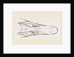Bill of Snow Goose by Anonymous