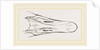 Bill of Snow Goose by Anonymous