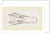 Bill of Snow Goose by Anonymous
