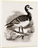 Bernicle Goose by Anonymous