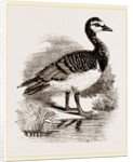 Bernicle Goose by Anonymous