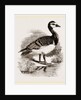 Bernicle Goose by Anonymous