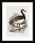 Bernicle Goose by Anonymous