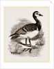 Bernicle Goose by Anonymous