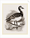 Bernicle Goose by Anonymous