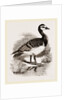 Bernicle Goose by Anonymous