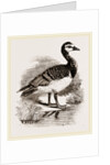 Bernicle Goose by Anonymous